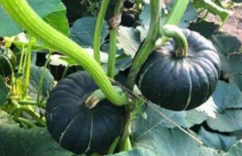 吃瓜是哪个平台的网红  第2张