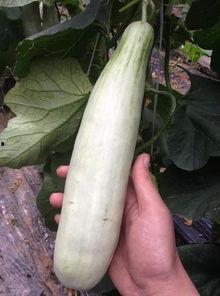 吃瓜是哪个平台的网红  第3张